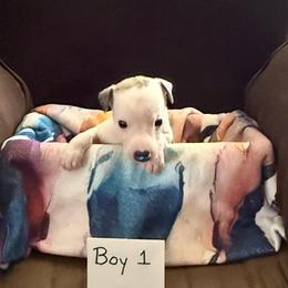 Boy 1 - Fawn brindle male Whippet puppy in Williamsport, Pennsylvania from Willowisp Whippets