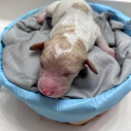 Red parti boy 6 - Parti male Double Doodle puppy in Yoakum, Texas from The Scott’s Dood Ranch