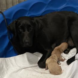 Nova - Labrador Retriever