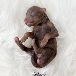 Reese - Phantom female Goldendoodle puppy in from Pink Poodles and Doodles