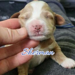 Sherman - Apricot male Goldendoodle puppy in Humboldt, Minnesota from Sister Doodles