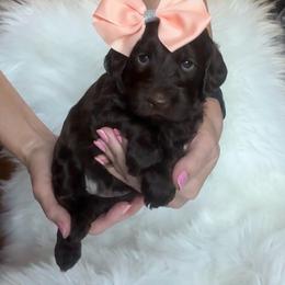 Cha Cha - Chocolate female Goldendoodle puppy in Decatur, Texas from Scherrer Sweet Goldendoodles