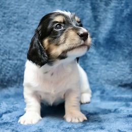 Devon (Multi Color Band) - Piebald female Dachshund puppy in Raleigh, North Carolina from McLovin Doxies