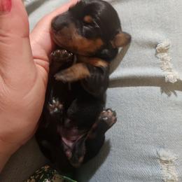 Rita - Black and tan female Dachshund puppy in Cedarcreek, Missouri from Cedarcreek Dachshunds