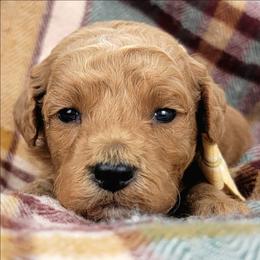 Mochi - Red  male Goldendoodle puppy in Temecula, California from Oodles O'Doodles
