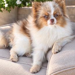 Biscotti - Beaver and Tan Merle Parti Female - Chocolate merle female Pomeranian puppy in Buck Valley, Pennsylvania from Buck Valley Pomeranians