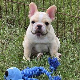 Alex - Fawn male French Bulldog puppy in Summit, Mississippi from Impressive Bulldogs and French Bulldogs