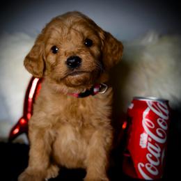Cinnamon - Red  female Goldendoodle puppy in Mc Arthur, California from California Golden Love