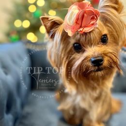 Tippy - Yorkshire Terrier
