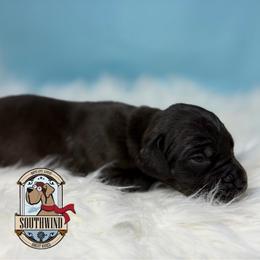 Luci - Black male Great Dane puppy in White City, Kansas from Southwind Great Danes