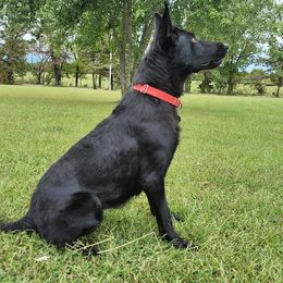 Brighid - German Shepherd