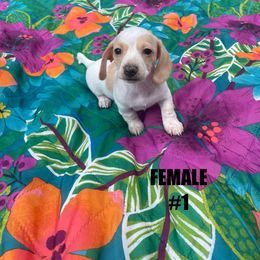 Dachshund Puppies from Harvin’s Weenie Gang