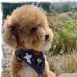 Gizmo - Poodle