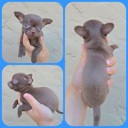 Chocolate m - Chocolate male Chihuahua puppy in Vineland, New Jersey from Royal Companion's