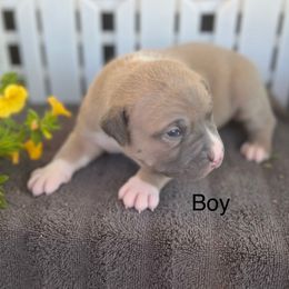 Boy 3 - Blue fawn male American Pit Bull Terrier puppy in Tenino, Washington from West Winds American Pit Bull Terriers