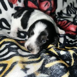Jackie - Black female Dachshund puppy in La Junta, Colorado from Royal King’s Mini Dachshunds