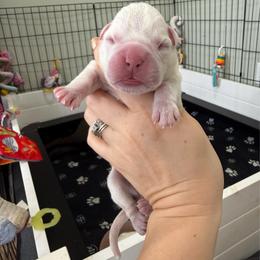 Dk. Blue Collar Male - White male Boxer puppy in Alpine, New York from Kickin Rooster AKC Boxers