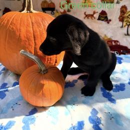 Green collar - Black male Labrador Retriever puppy in Holly Springs, North Carolina from Winter Creek Labradors