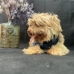 Hasti - Yorkshire Terrier