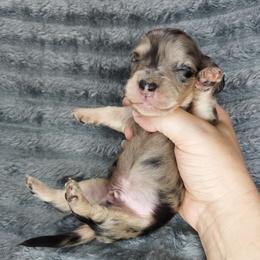 GAVIN - Dapple male Dachshund puppy in Swink, Oklahoma from Palali Farm