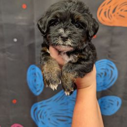 Latte - Black and tan female Yorkipoo puppy in Coshocton, Ohio from Forever Family Puppies