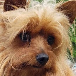 Angel - Yorkshire Terrier