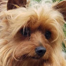 Angel - Yorkshire Terrier