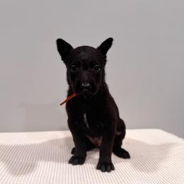 Orange - Black sable male Belgian Malinois puppy in Muskegon, Michigan from Red Acres Working Line K9s