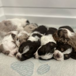 Goldendoodle puppies from South Shore Goldendoodles