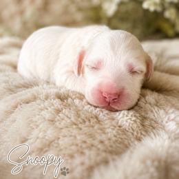 Snoopy - Chalk male Australian Labradoodle puppy in Ponchatoula, Louisiana from Cajun Land Doodles