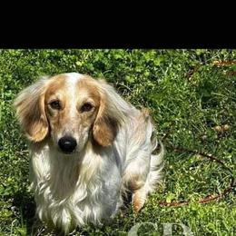 Dachshund Puppies from Camacho_Dachshunds