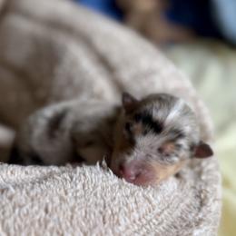Topsail - Blue merle white and tan female Collie puppy in Mebane, North Carolina from Fianna Collies