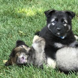 Shiloh Shepherd Puppies from Echo Shilohs