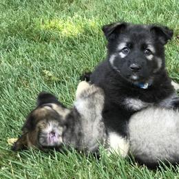 Shiloh Shepherd Puppies from Echo Shilohs