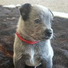 Shadow - Australian Cattle Dog puppy from KS Cattle Dogs