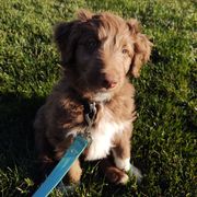 "Anakin (Patriot from the Patriotic litter)" Bordoodle Puppies from Brisby Bordoodles