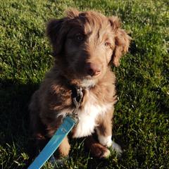 "Anakin (Patriot from the Patriotic litter)" Bordoodle Puppies from Brisby Bordoodles