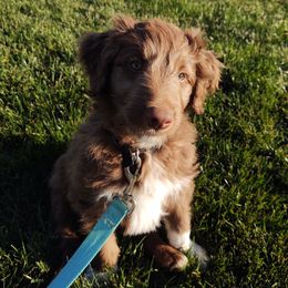 "Anakin (Patriot from the Patriotic litter)" Bordoodle Puppies from Brisby Bordoodles