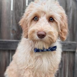 Huck - Cream male Australian Labradoodle puppy in Morgan Hill, California from Loving Labradoodle
