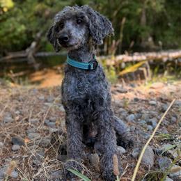 Kevin - Poodle