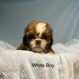 White boy 2' - Black and tan male Shih Tzu puppy in Zeigler, Illinois from Dandy Little  Shih Tzu, Shih Poo's and Toy Poodles