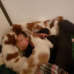 Clumber Spaniel and Irish Red and White Setter Puppies from NyaStar & Chequamegon