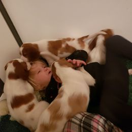 Clumber Spaniel and Irish Red and White Setter Puppies from NyaStar & Chequamegon