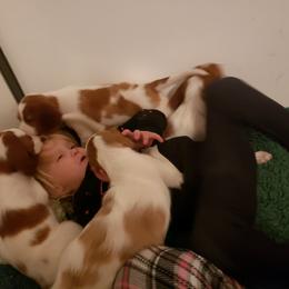 Clumber Spaniel and Irish Red and White Setter Puppies from NyaStar & Chequamegon