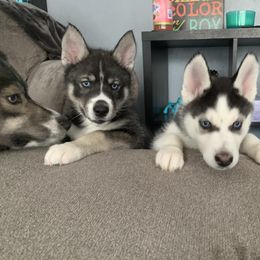 Siberian Husky Puppies from Myths and Legends Siberian Huskies