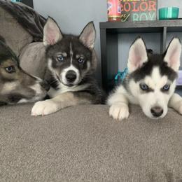 Siberian Husky Puppies from Myths and Legends Siberian Huskies