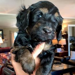 Maui - Phantom male Bernedoodle puppy in Yuba City, California from Ranch House Doodles