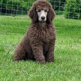 Poodle Puppies from RK'S Pets