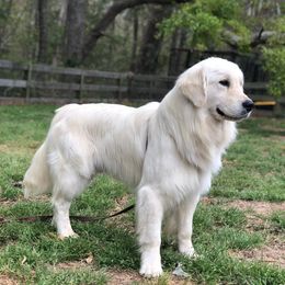 Chandler - Golden Retriever