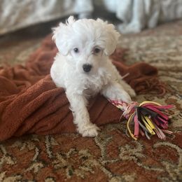 Elsa - White female Chinese Crested puppy in Hanford, California from Barely Naked